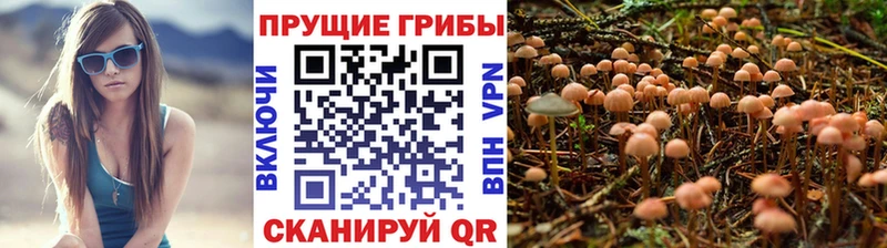 mega ссылки Алатырь Псилоцибиновые грибы мицелий купить наркотик